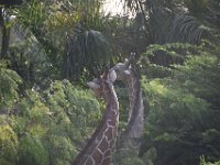 Boudry Andy - Gran Canaria - Lopesan Baobab (36) : Boudry Andy - Gran Canaria